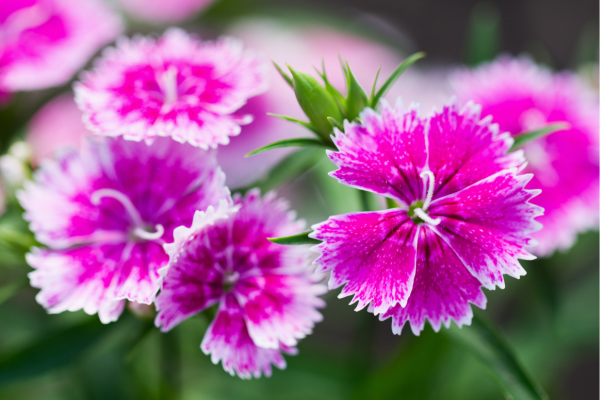 Dianthus flower